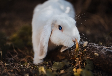 Foto Mamalia fauna kelinci domestik
