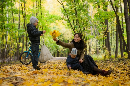 Foto árvore natureza amarelo folha