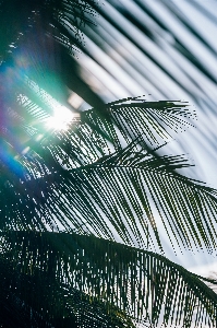 Sky leaf palm tree arecales Photo