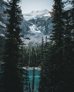 Foto Acqua natura albero selvaggia
