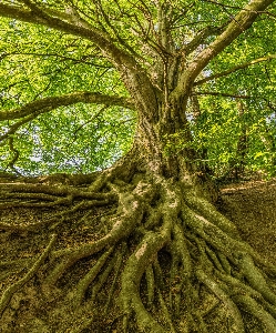 Foto Pohon hijau alam akar