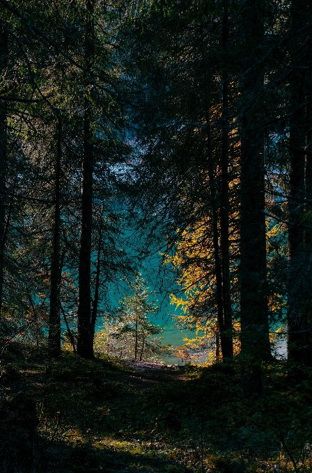 Forest woodland nature ecosystem