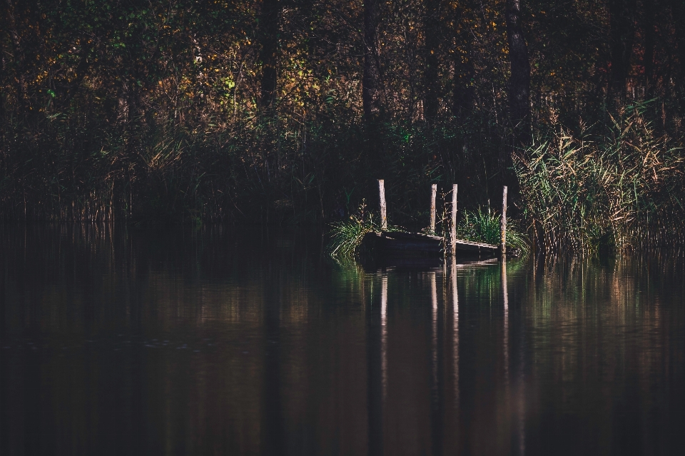 Riflessione acqua natura albero