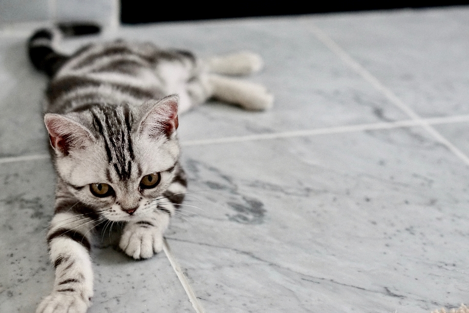 Kucing mamalia berukuran kecil hingga sedang
 seperti mamalia
