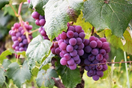 Traube frucht weinrebenfamilie
 kernlose frucht
 Foto