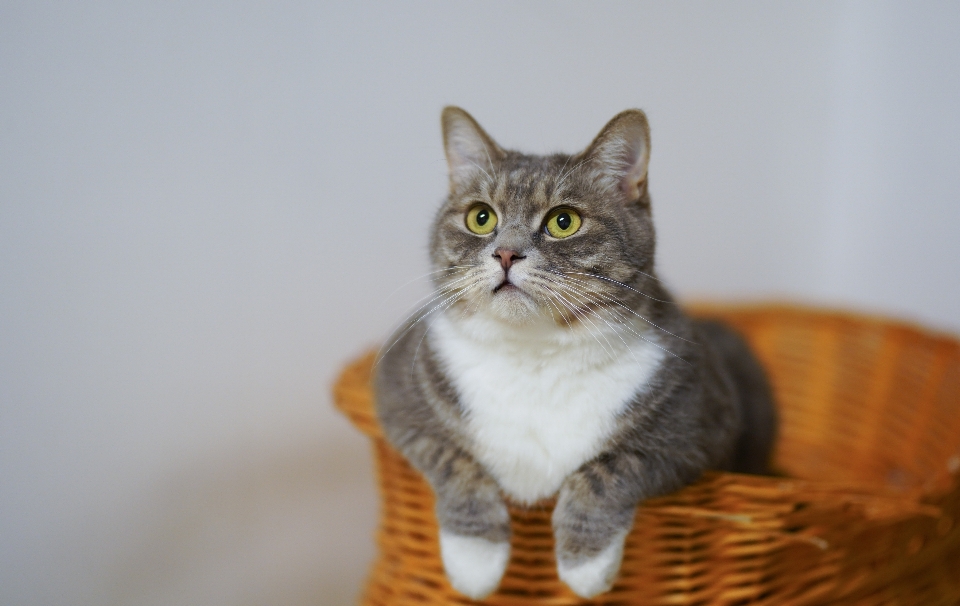 Gatto basettoni
 gatti di piccola e media taglia
 fauna