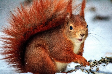 Squirrel fauna mammal wildlife Photo