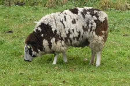 Sheep pasture grazing fur Photo