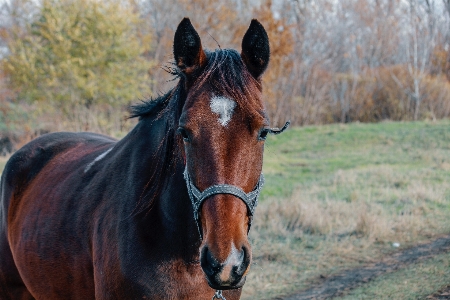 Horse like mammal mane mare Photo