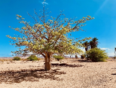 Foto Albero cielo ecosistema
 vegetazione