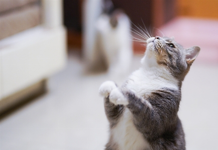 Cat small to medium sized cats whiskers like mammal Photo