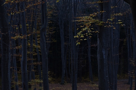 Nature forest ecosystem tree Photo