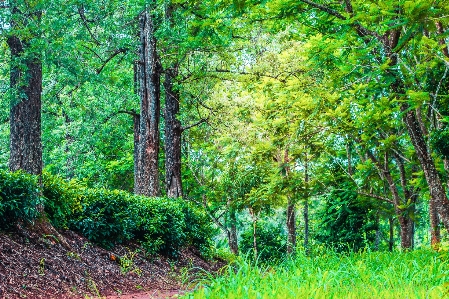 Vegetation woodland nature ecosystem Photo