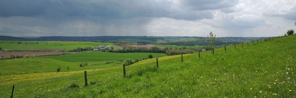 Rain limburg landscape grass