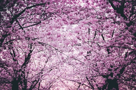 Tree blossom pink spring Photo