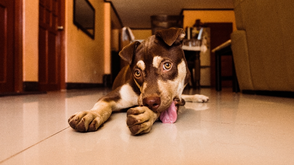 Perro cánidos
 raza canina
 nariz