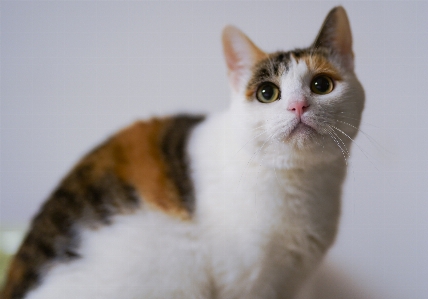 Foto Kucing mamalia bertulang belakang
 berukuran kecil hingga sedang
