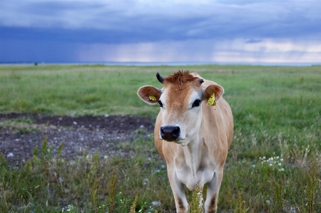 Bovine pasture mammal grassland Photo