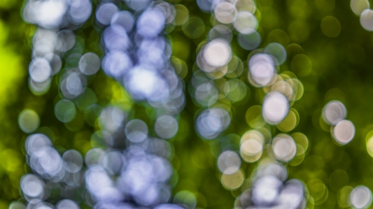 Green nature blue leaf Photo