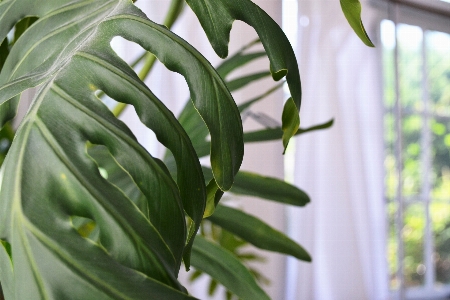 Flower plant leaf green Photo