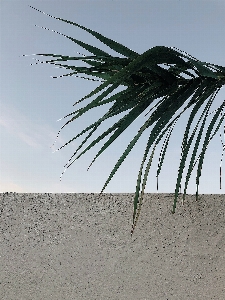 木 ヤシの木 ヤシ目
 植物 写真