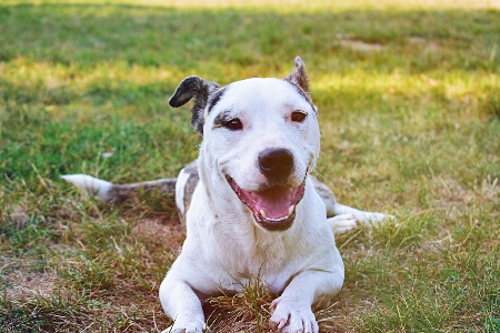 Foto Anjing mamalia bertulang belakang
 ras anjing
