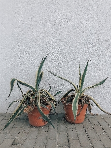 Foto Fiore pianta vaso di fiori aloe
