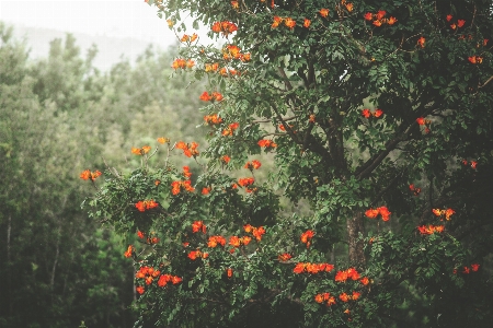 Flower vegetation green plant Photo