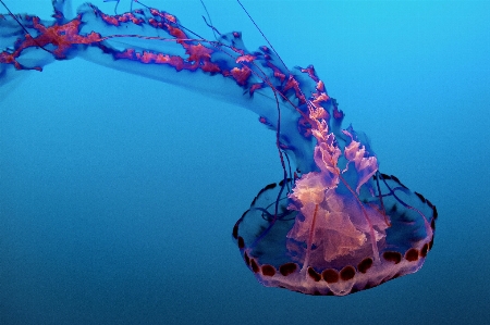 Blue water jellyfish liquid Photo