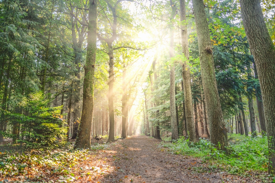 Tree forest woodland nature