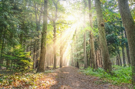 Tree forest woodland nature Photo