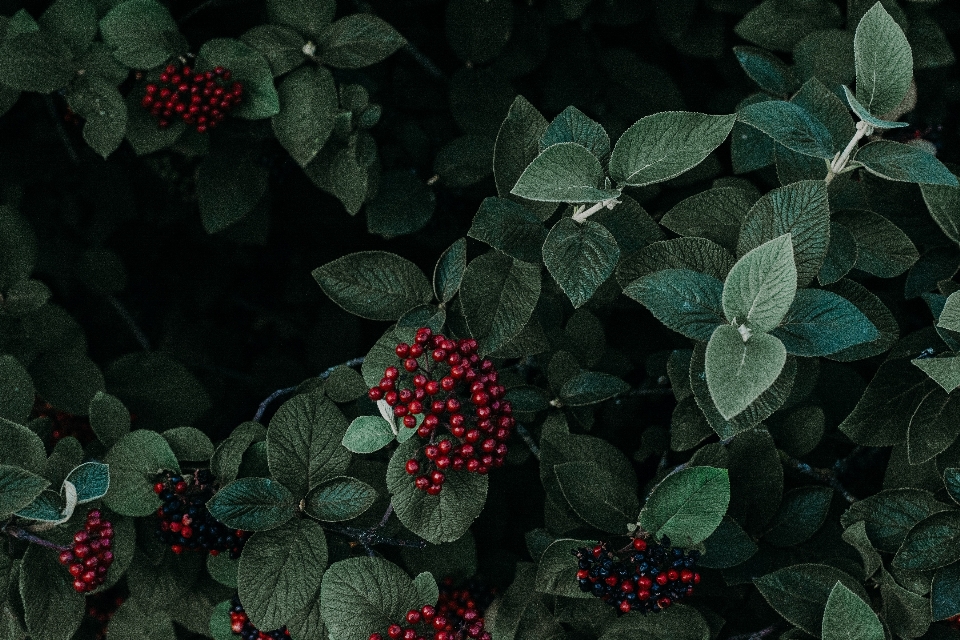 Fleur rouge usine feuille