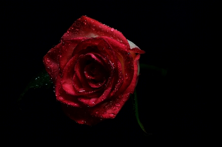 Garden roses red rose petal Photo