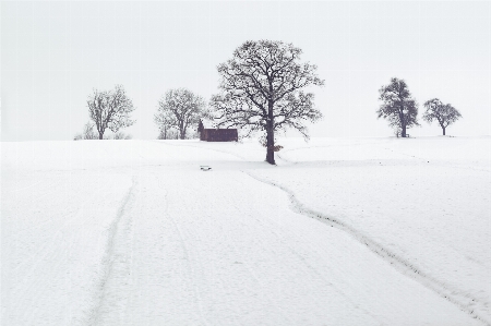 Foto Neve inverno branco árvore