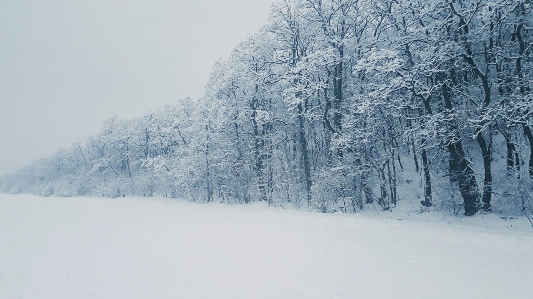 雪 冬 木 白 写真