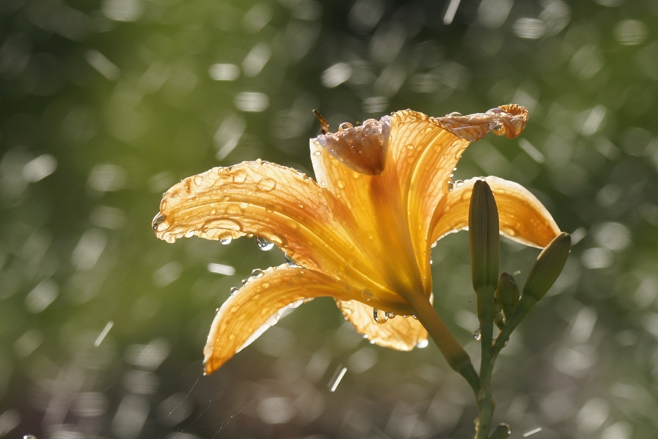 Lírio chuva hemerocallis
 flor