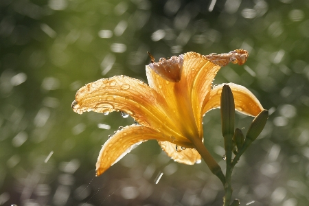 Foto Bunga bakung hujan daylily
