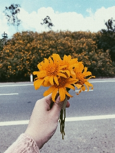 Flower orange yellow plant Photo