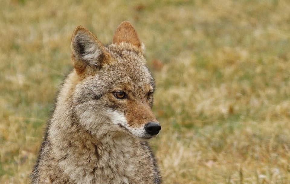 Young coyote wild mammal