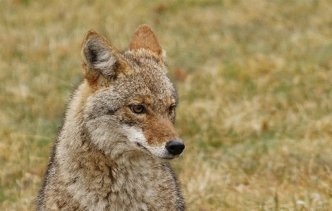 Young coyote wild mammal Photo