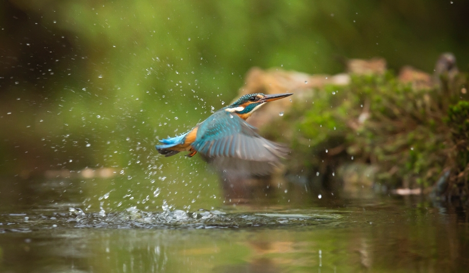 Burung alam paruh margasatwa