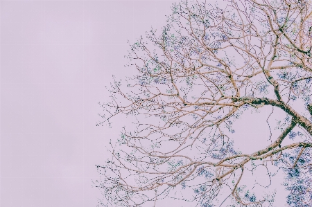 Branch tree twig plant Photo