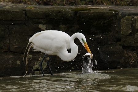 Nature bird vertebrate beak Photo