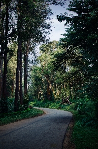 Tree natural landscape nature vegetation Photo