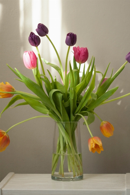 Fleur fleurs coupées
 usine tulipe