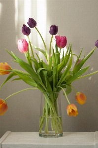 Flower cut flowers plant tulip Photo