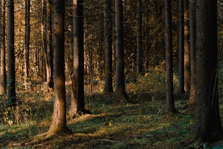 Tree forest woodland natural landscape Photo