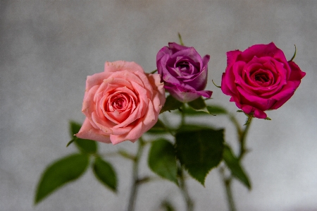 Flower flowering plant garden roses pink Photo