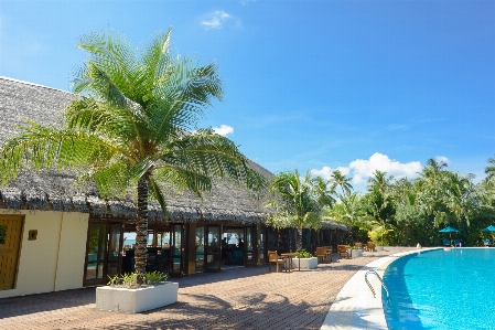 Resort property swimming pool tree Photo