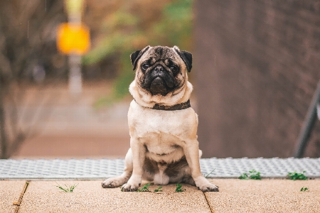 Foto Anjing mamalia bertulang belakang
 canidae
